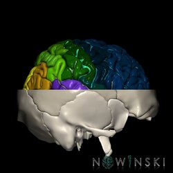 G2.T3.1-22.3.V4.C4-2.L0.Cerebrum whole-Skull base