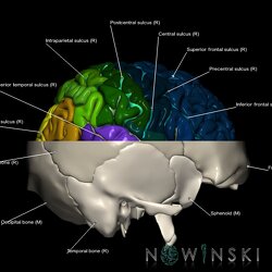 G2.T3.1-22.3.V4.C4-2.L1.Cerebrum whole-Skull base