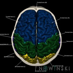 G2.T3.1-22.3.V5.C2.L1.Cerebrum whole-Skull base