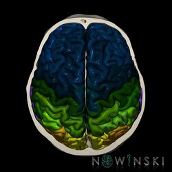 G2.T3.1-22.3.V5.C3-2.L0.Cerebrum whole-Skull base