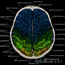 G2.T3.1-22.3.V5.C3-2.L1.Cerebrum whole-Skull base