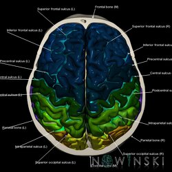 G2.T3.1-22.3.V5.C4-2.L1.Cerebrum whole-Skull base