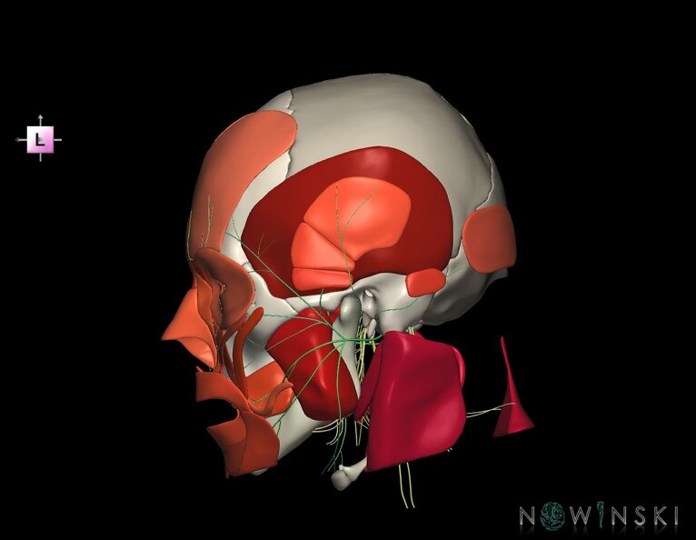 G3.T19.1-20.1-22.1.V2.C2.L0.Cranial_nerves–Head_muscles–Skull.tiff
