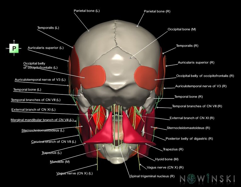 G3.T19.1-20.1-22.1.V3.C2.L1.Cranial_nerves–Head_muscles–Skull.tiff