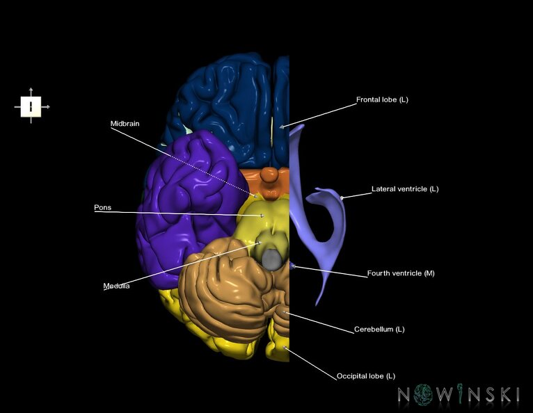 G7.T2.1-12.V6.Dl10.C2.L1.Brain_left_cut–Cerebral_ventricles.tiff