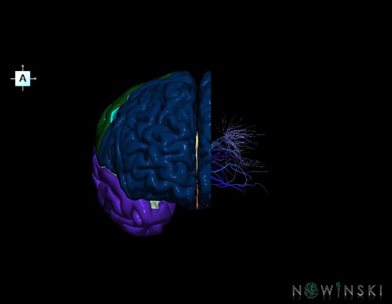 G7.T3.1-16.6.V1.Dl10.C2.L0.Cerebrum_left_cut–Deep_veins.tiff